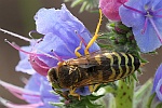 Kreiselwespe (Bembix rostrata)