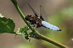 Plattbauch (Libellula depressa)