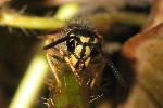 Gemeine Wespe (Vespula vulgaris)