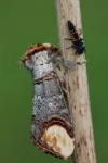 Mondvogel (Phalera bucephala) - mit Marienk�ferlarve