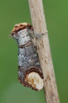 Mondvogel (Phalera bucephala)