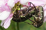 Kupfer-Rosenkfer (Protaetia cuprea)