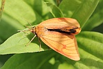 Rotrandbr (Diacrisia sannio)