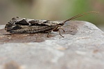 Groe Kcherfliege (Phryganea grandis)