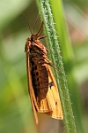 Rotrandbr (Diacrisia sannio)