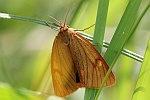 Rotrandbr (Diacrisia sannio)