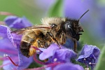 Rote Mauerbiene (Osmia bicornis)