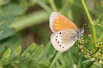 Rotbraunes Wiesenvgelchen (Coenonympha glycerion)