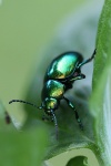 Minzeblattk�fer (Chrysolina herbacea)