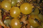 Gemeine Wespe (Vespula vulgaris)
