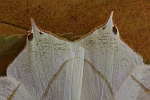 Holunderspanner (Ourapteryx sambucaria)