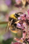Wiesenhummel (Bombus pratorum)
