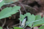 Grner Langfhler (Adela reaumurella)