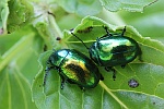 Minzeblattk�fer (Chrysolina herbacea)