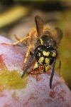 Gemeine Wespe (Vespula vulgaris)