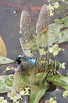 Groe Knigslibelle (Anax imperator)