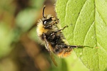 Wiesenhummel (Bombus pratorum)