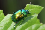 Minzeblattk�fer (Chrysolina herbacea)