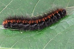 Brombeerspinner (Macrothylacia rubi)