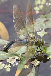 Groe Knigslibelle (Anax imperator)