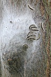 Eichenprozessionsspinner (Thaumetopoea processionea)