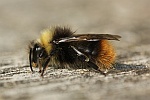 Wiesenhummel (Bombus pratorum)
