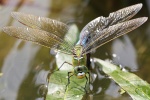 Groe Knigslibelle (Anax imperator)