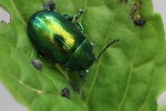 Minzeblattk�fer (Chrysolina herbacea)