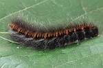 Brombeerspinner (Macrothylacia rubi)