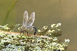 Groe Knigslibelle (Anax imperator)