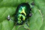 Minzeblattk�fer (Chrysolina herbacea)