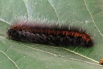 Brombeerspinner (Macrothylacia rubi)