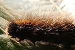 Brombeerspinner (Macrothylacia rubi)
