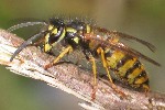 Gemeine Wespe (Vespula vulgaris)