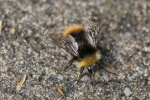 Wiesenhummel (Bombus pratorum)