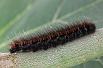 Brombeerspinner (Macrothylacia rubi)