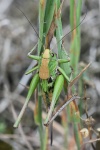 Warzenbeier (Decticus verrucivorus)