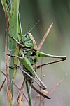 Warzenbeier (Decticus verrucivorus)