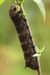 Mittlerer Weinschwrmer (Deilephila elpenor)