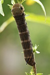 Mittlerer Weinschwrmer (Deilephila elpenor)