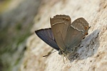 Eichenzipfelfalter (Neozephyrus quercus)