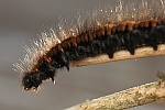 Brombeerspinner (Macrothylacia rubi)