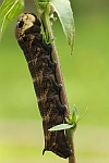 Mittlerer Weinschwrmer (Deilephila elpenor)