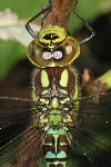 Blaugrne Mosaikjungfer (Aeshna cyanea)