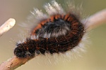 Brombeerspinner (Macrothylacia rubi)