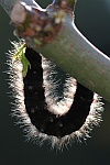 Brombeerspinner (Macrothylacia rubi)