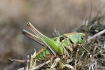 Warzenbeier (Decticus verrucivorus)