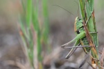Warzenbeier (Decticus verrucivorus)