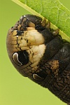 Mittlerer Weidenschwärmer (Deilephila elpenor)