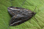 Spter Ginsterspanner (Chesias legatella)